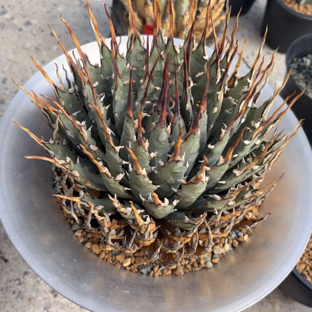 当前无花朵，栽培后可花朵曲刺妖炎