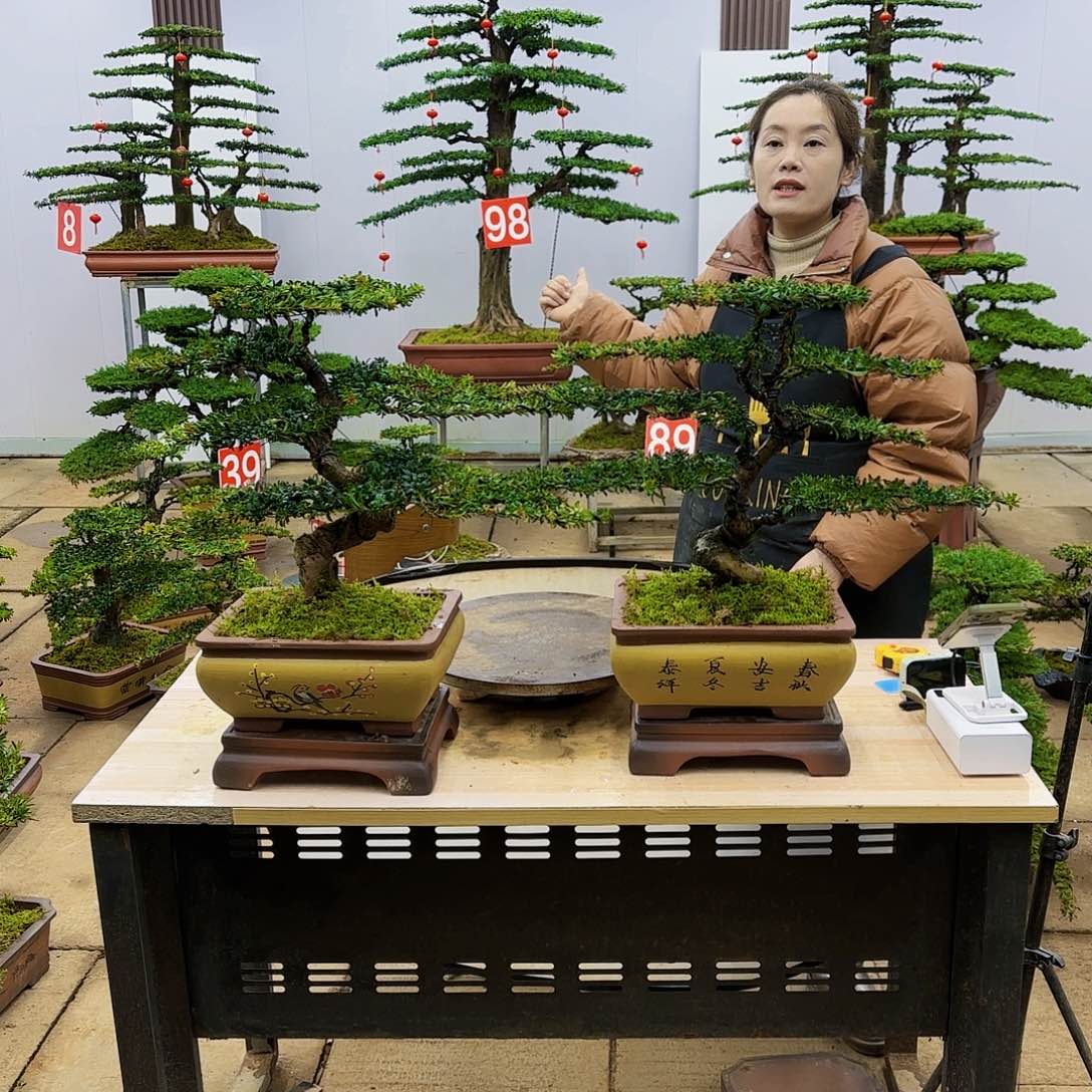 盆景直播间一物一拍