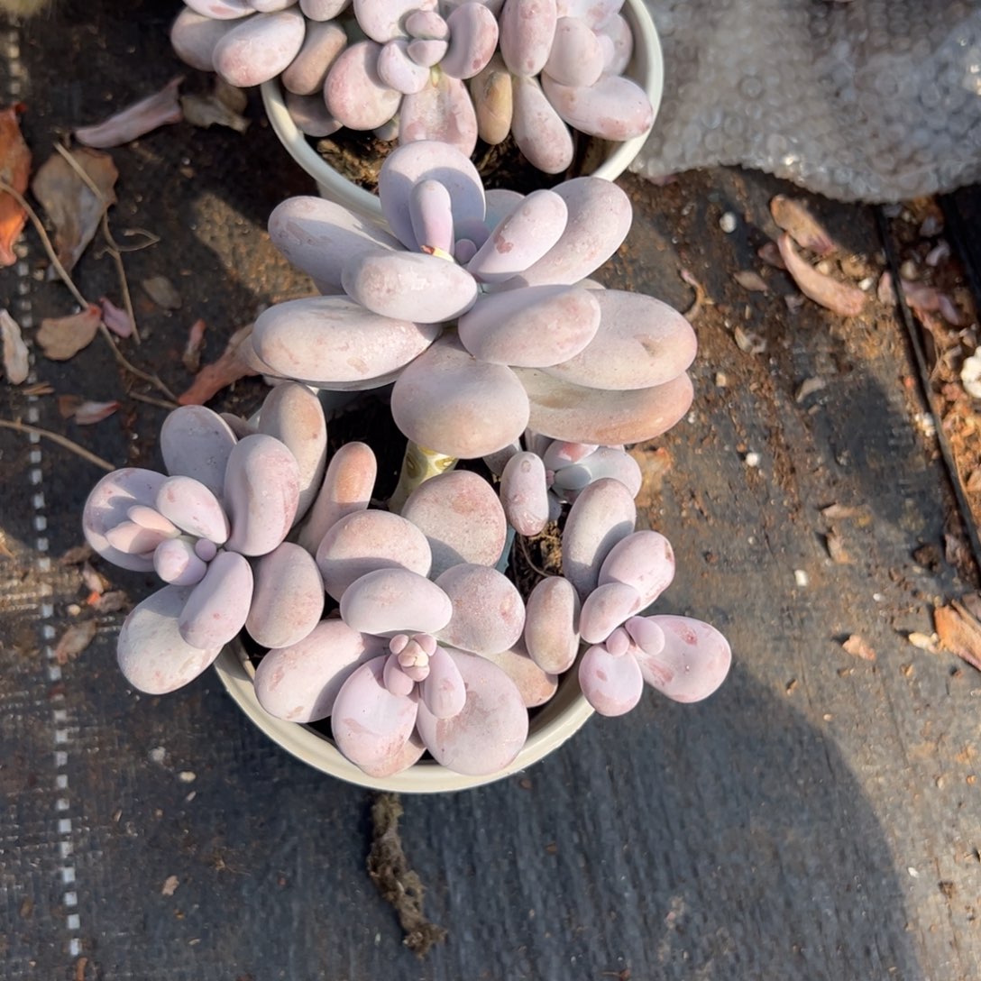 多肉多头奶酪【满18包邮】