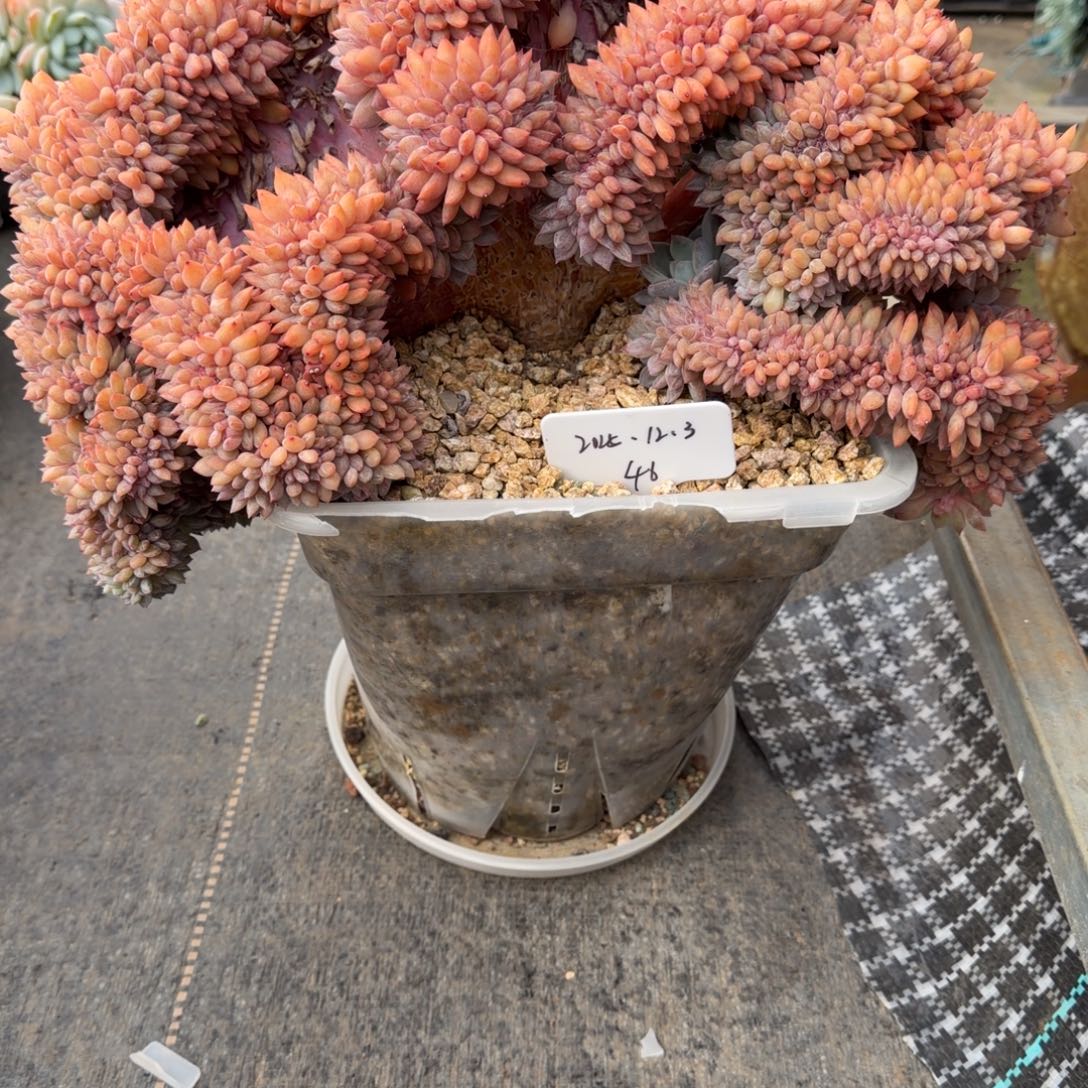 呗***、星影缀补差价换这颗