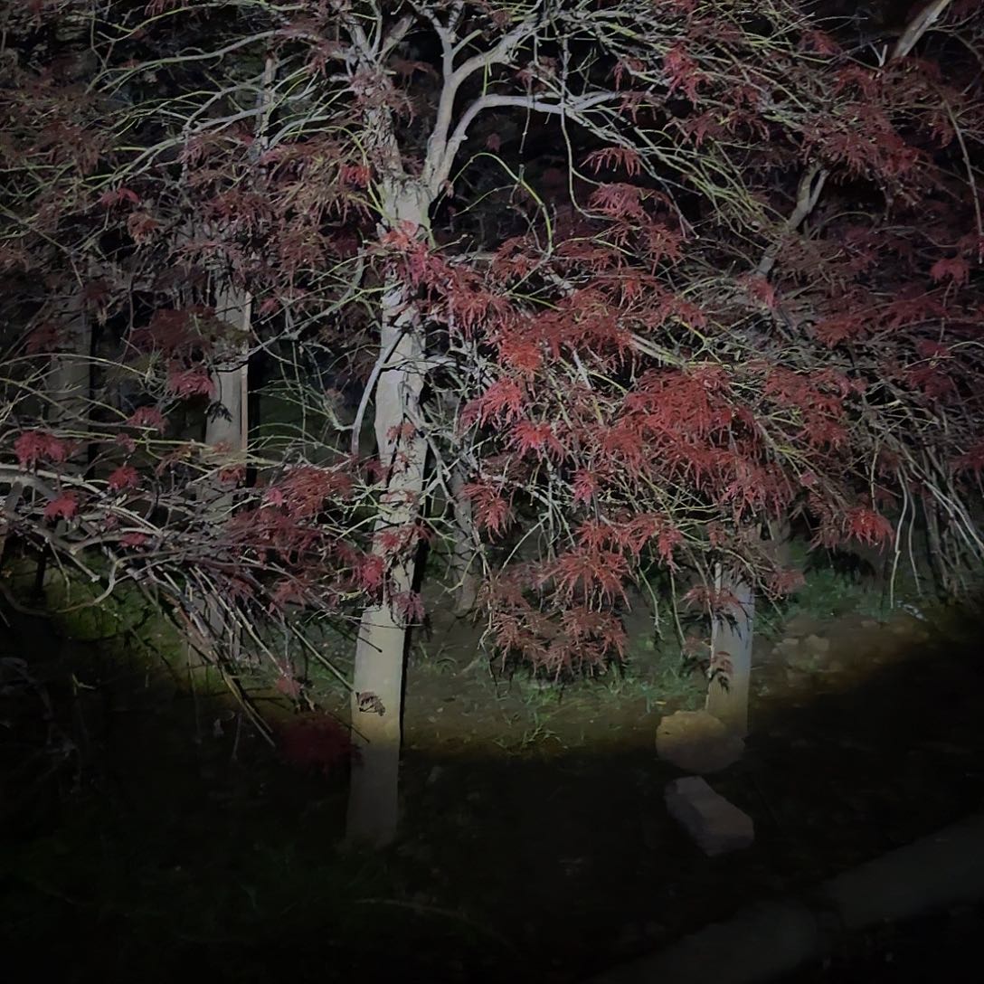 外山羽毛枫自然界的色彩大师