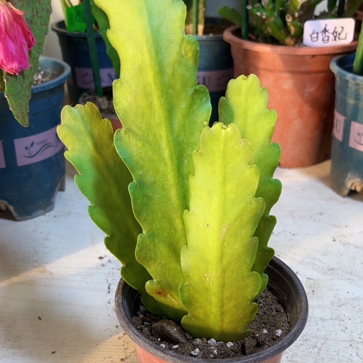 当前无花栽培后可以开花独**二16