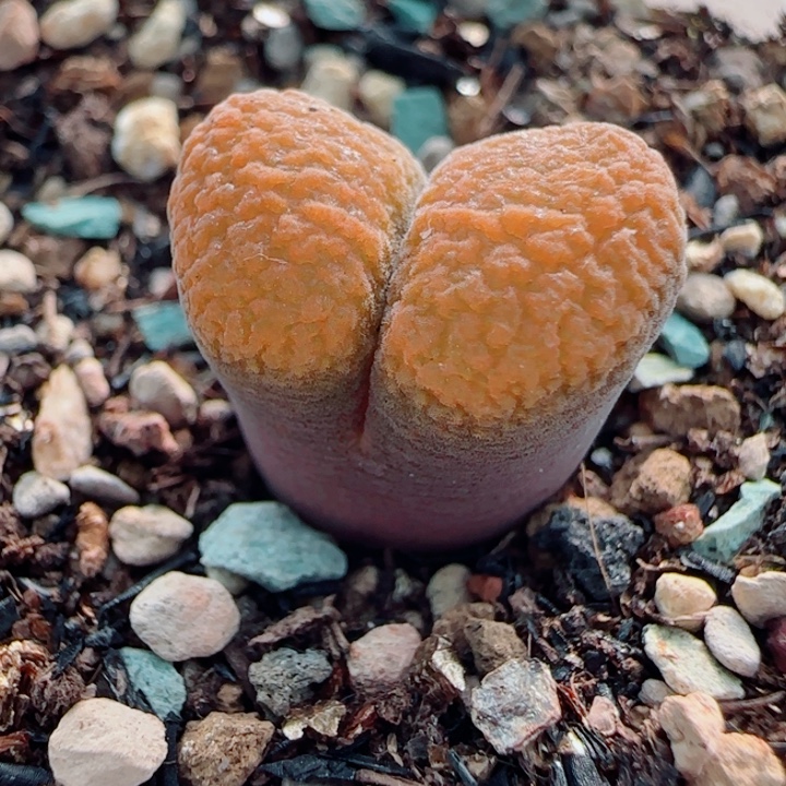 多肉植物超蛋一颗36号