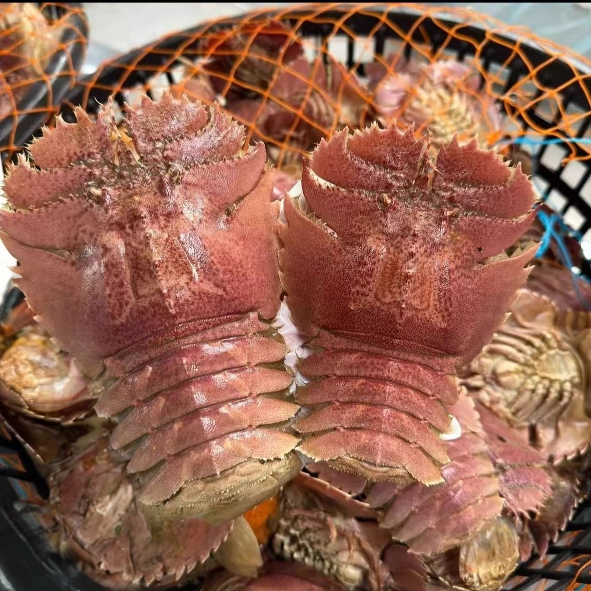 【渔船到港直发】台州东海琵琶虾九齿扇虾海鲜特大鲜活冻生鲜大礼包