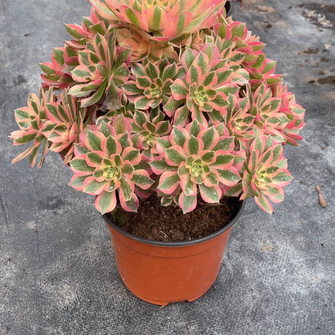 粉女巫老桩手捧106