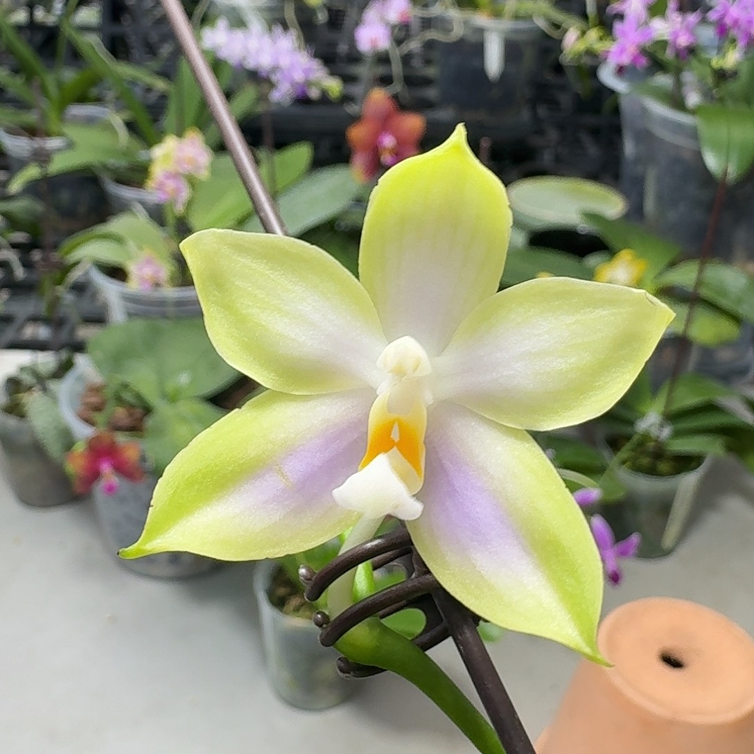 当前无花栽培后可以开花