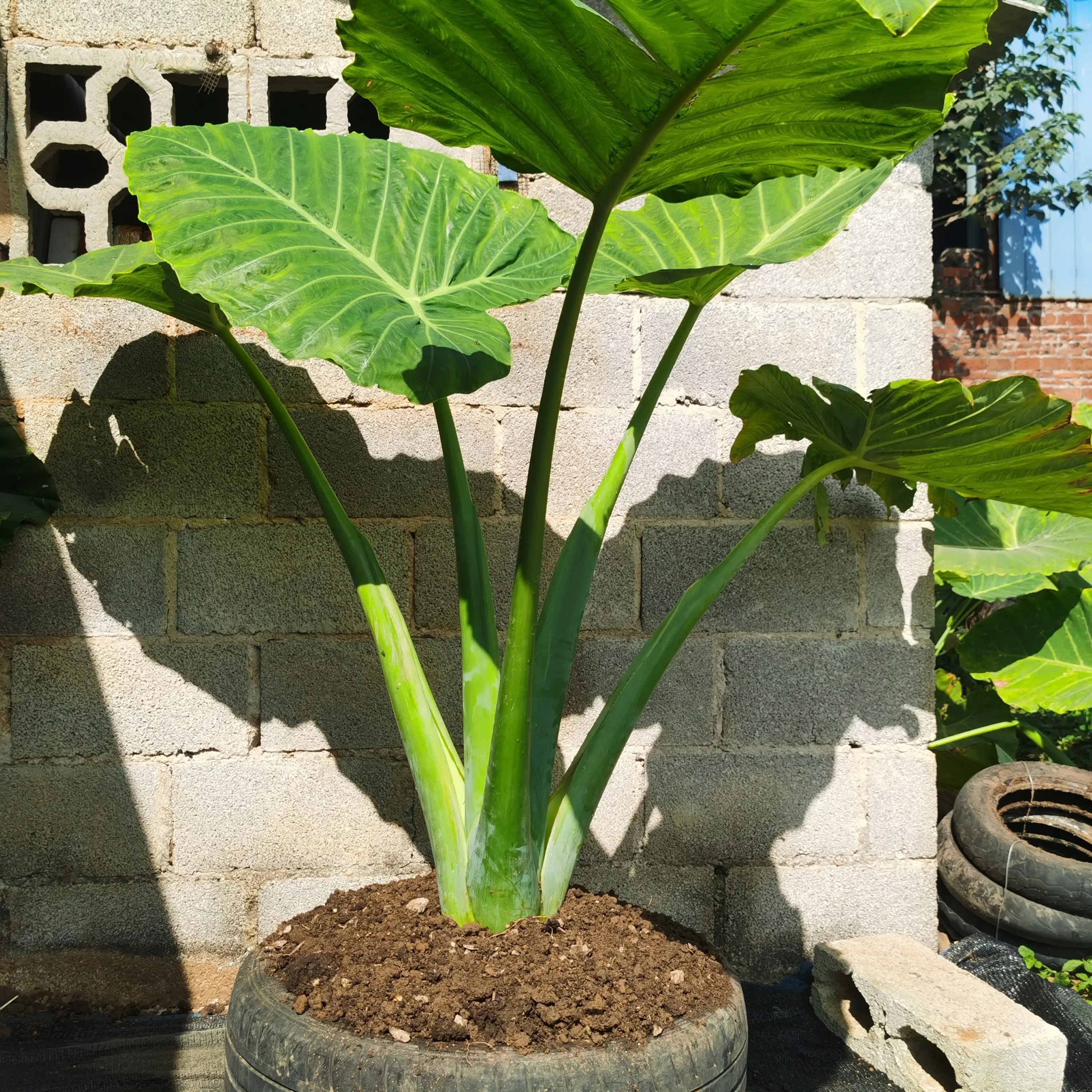 大叶绿植象耳芋绿植盆栽室内庭院造景客厅大摆件耐养活叶子植物