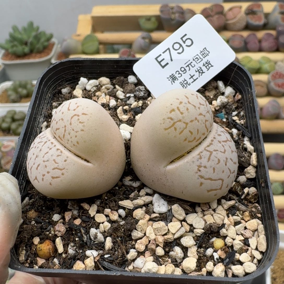 795哈哈哈哈哈哈哈哈