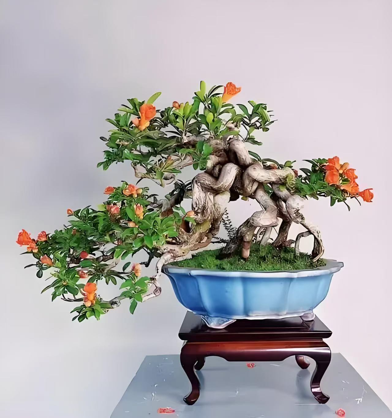 突尼斯，大红袍，蒙阳红盆栽中国地栽