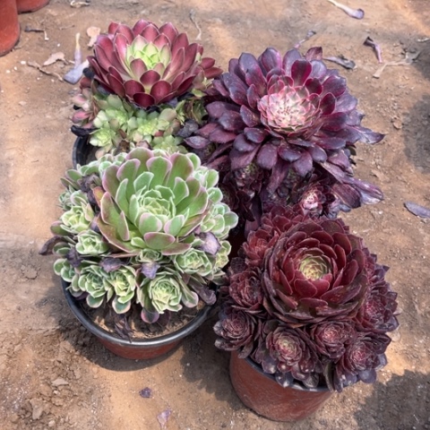 288多肉植物组合