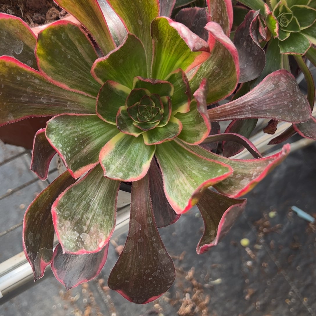 47恶魔之眼多肉椅子