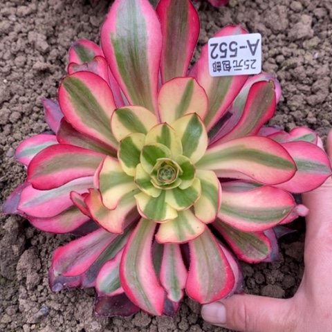 552五毒白锦满25包邮多肉