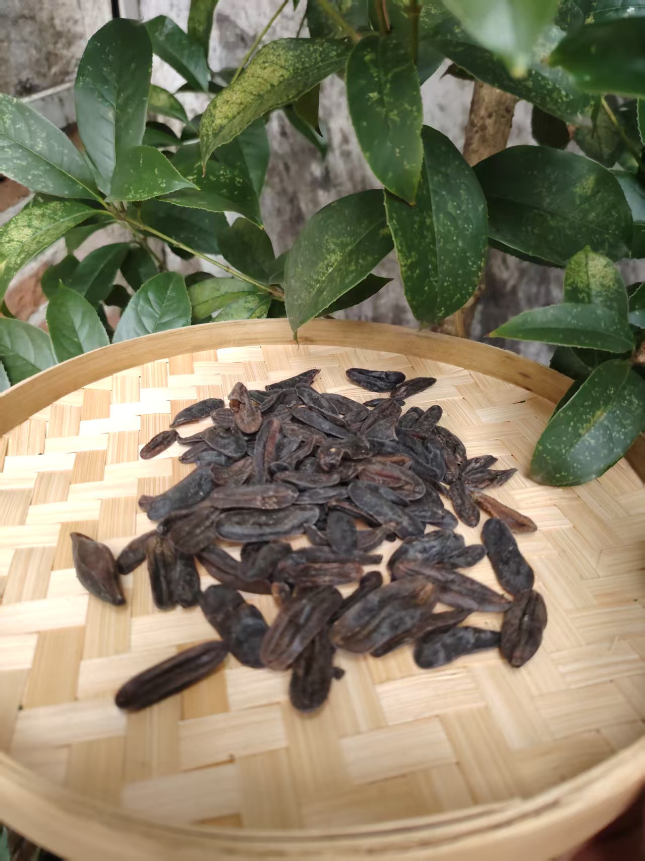 【C静静收山货菲】 牛/孜 土特产净含量150g起