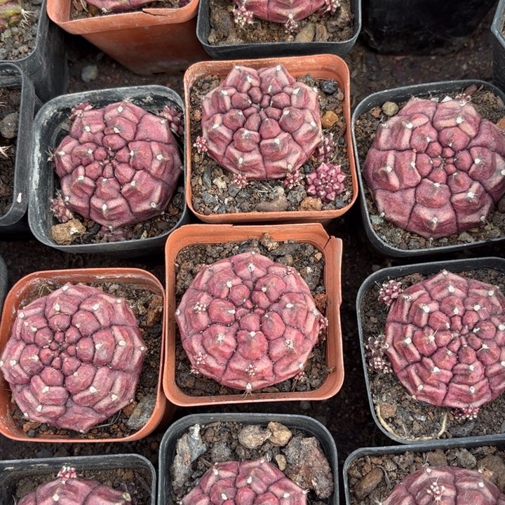 梦想好养皮实好活