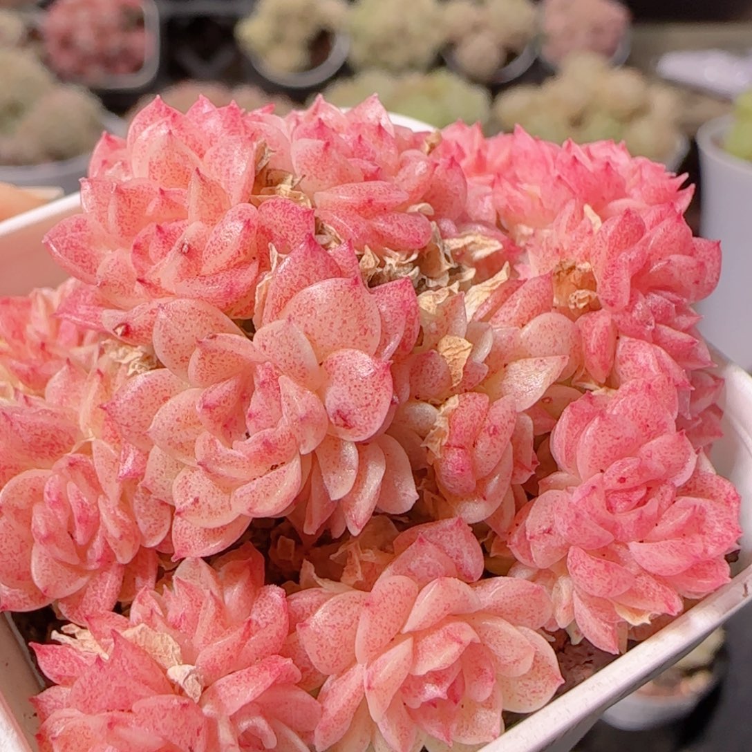 花语多肉1226-43散