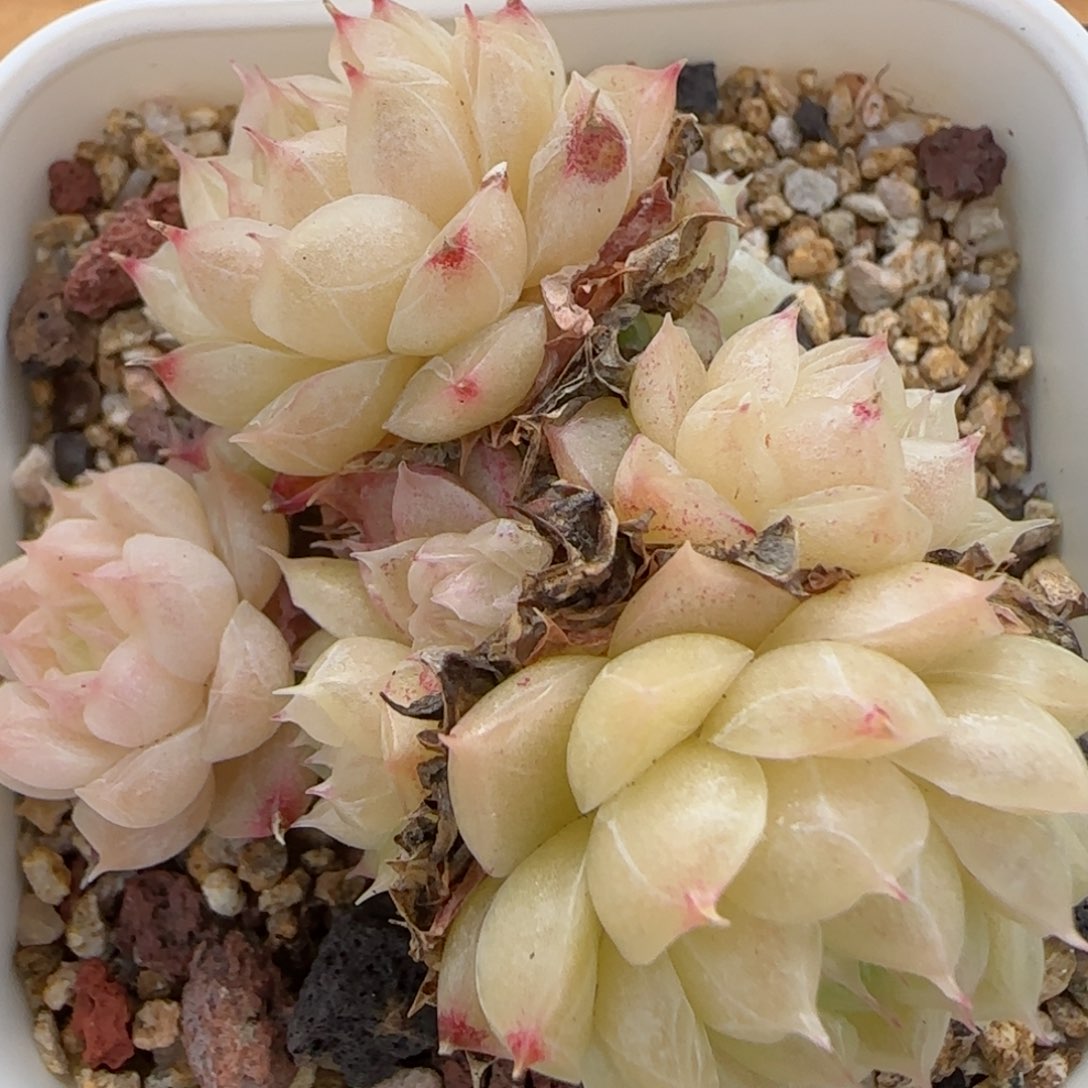 花语逸镜0201-340散