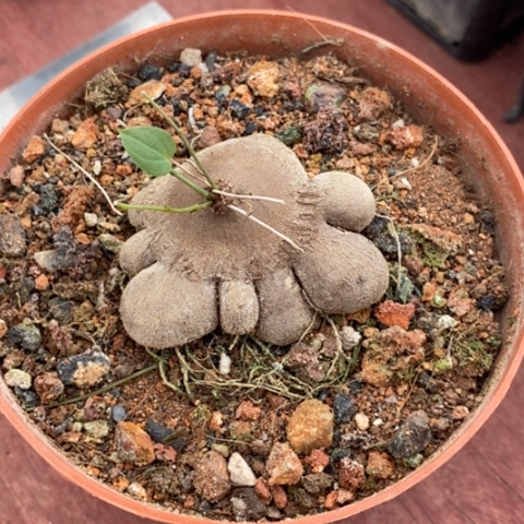 象足龟甲龙5仙人球