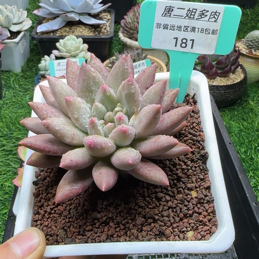唐二姐多肉编号181