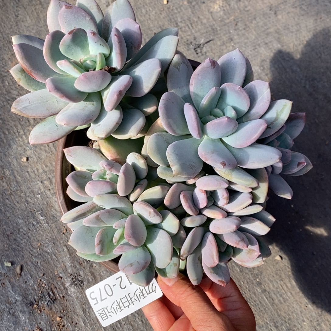 勿秒拍秒退1212-75昼夜星河