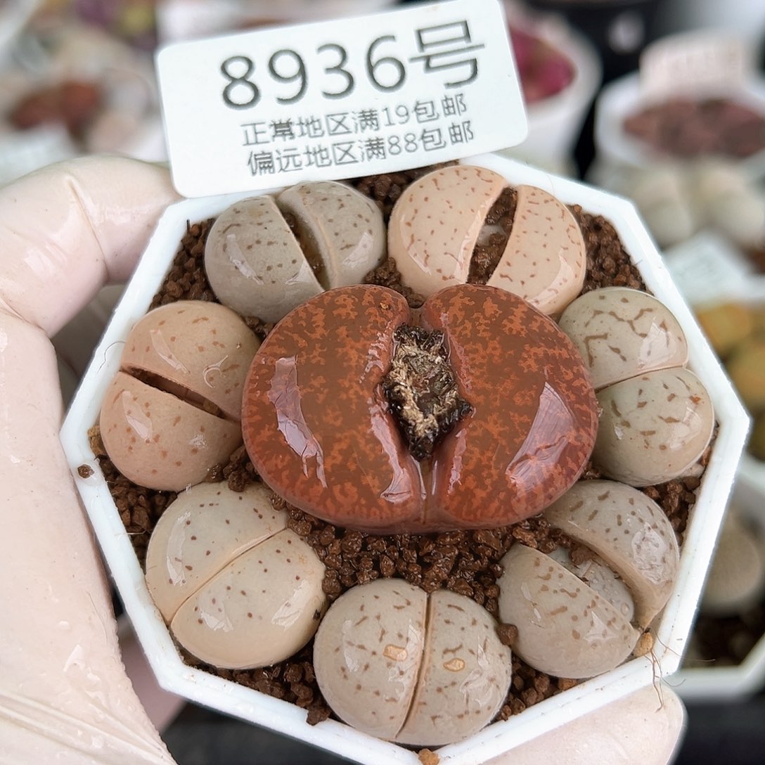 好养易活生石花大母本8936