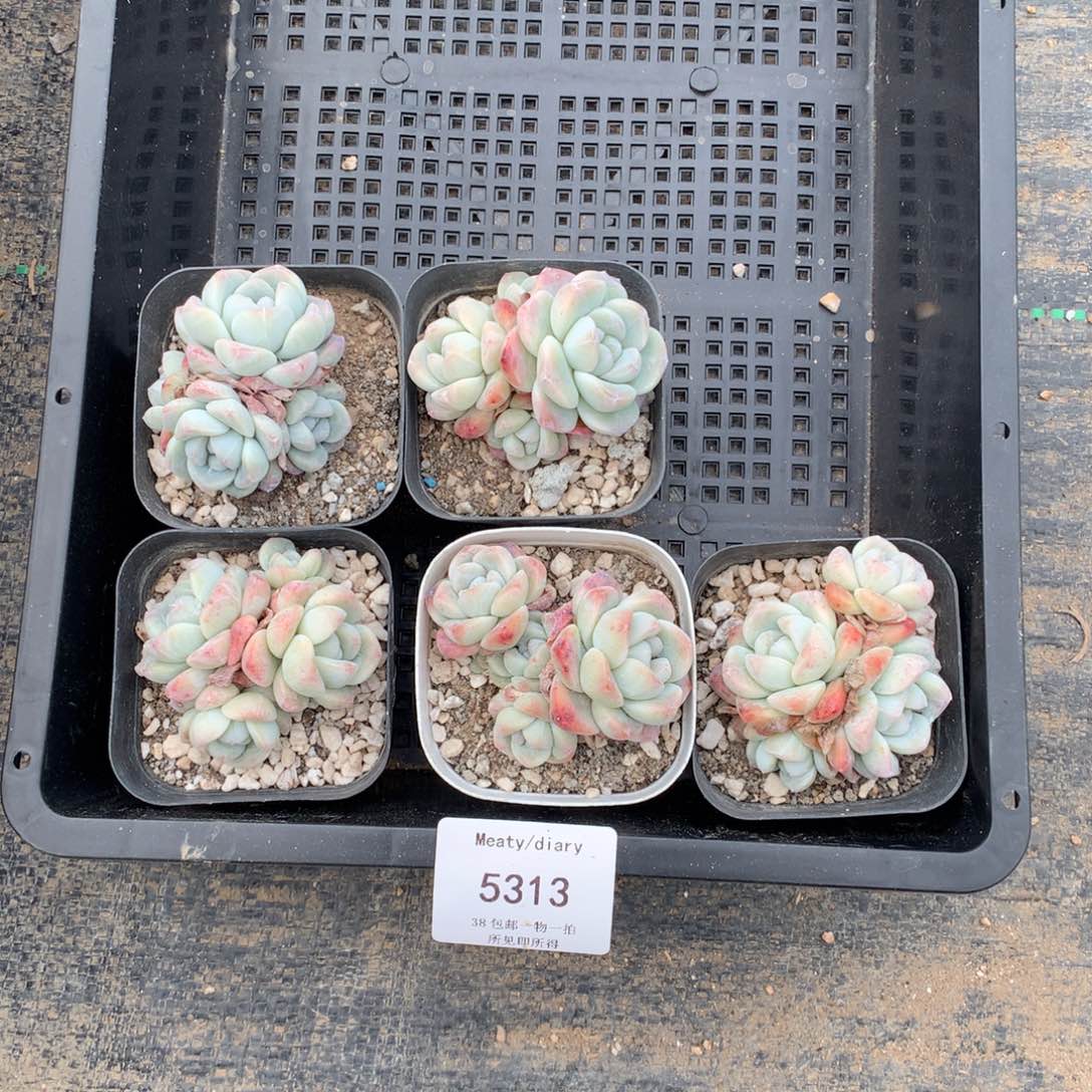 5313冰玉4头5到6厘米5颗一组脱土发