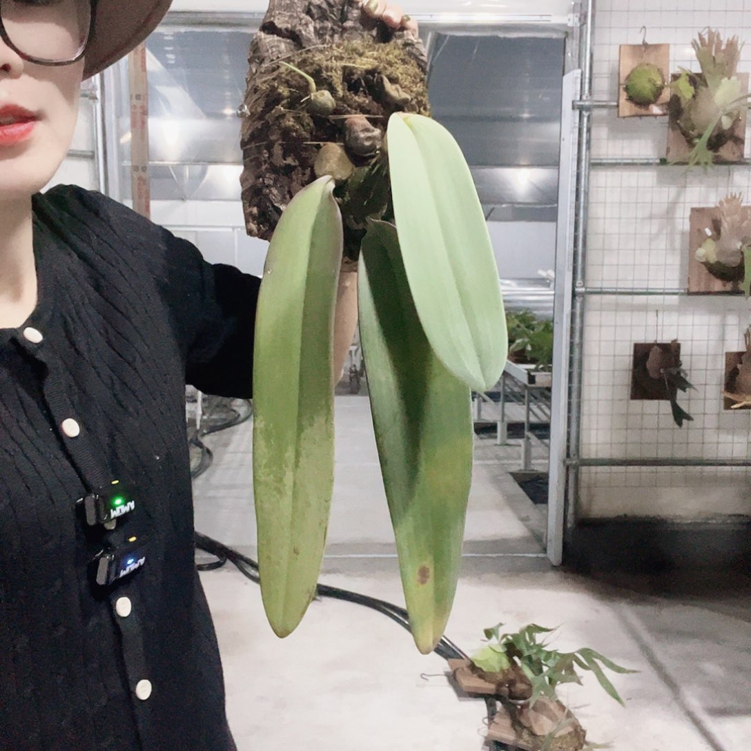 无花朵领带豆兰 观叶