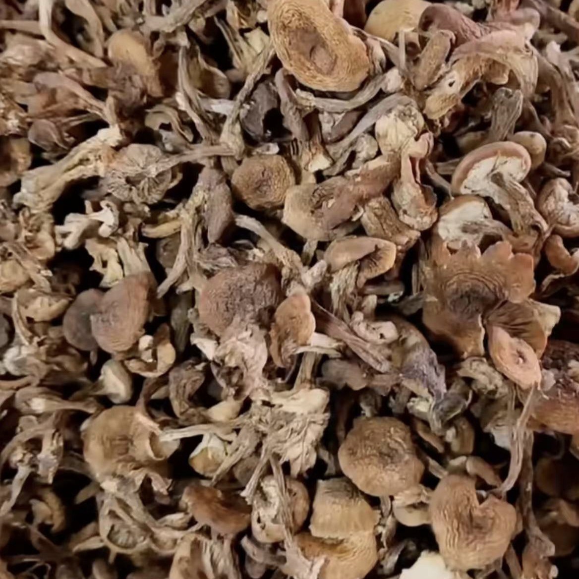 东北野生头茬草榛蘑自然晾晒