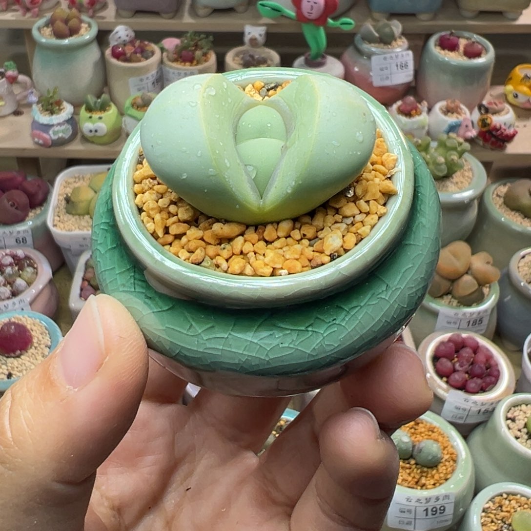 多肉植物200号元宝