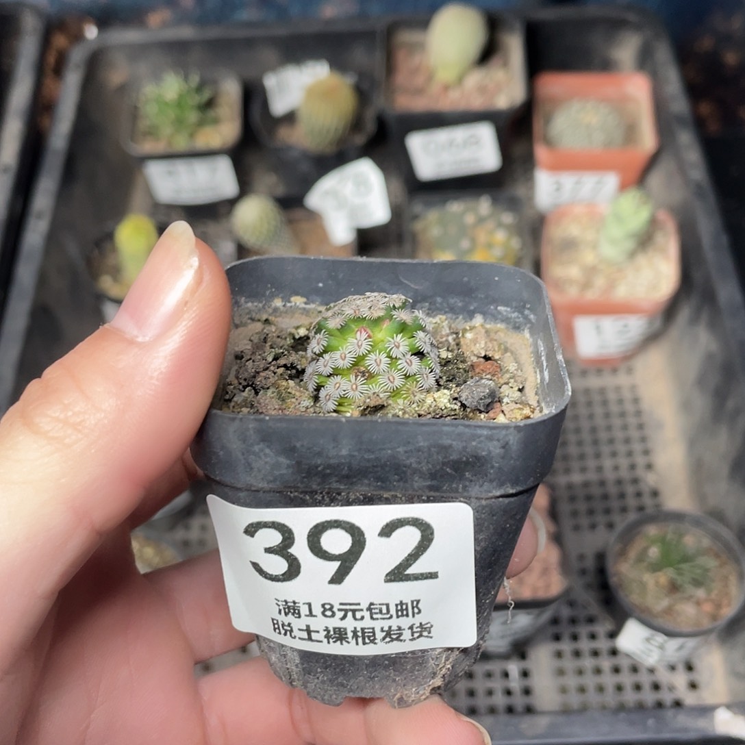 392克氏丸（满18包邮）