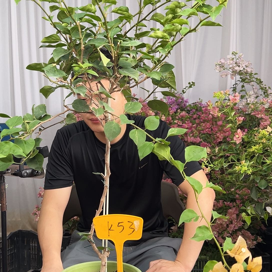 飞***儿当前无花栽培后可以开花K53金色光辉