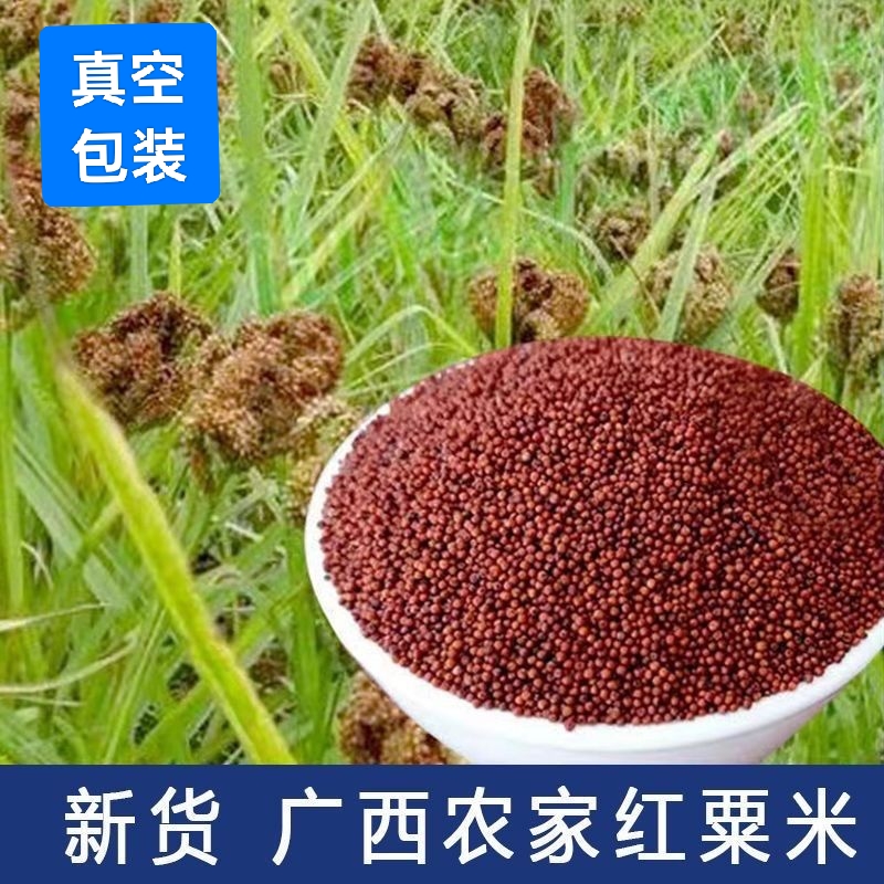 广西陈年鸭脚粟米龙爪粟鸡爪粟拳头粟红粟穇子五谷杂粮陈年鸭脚粟