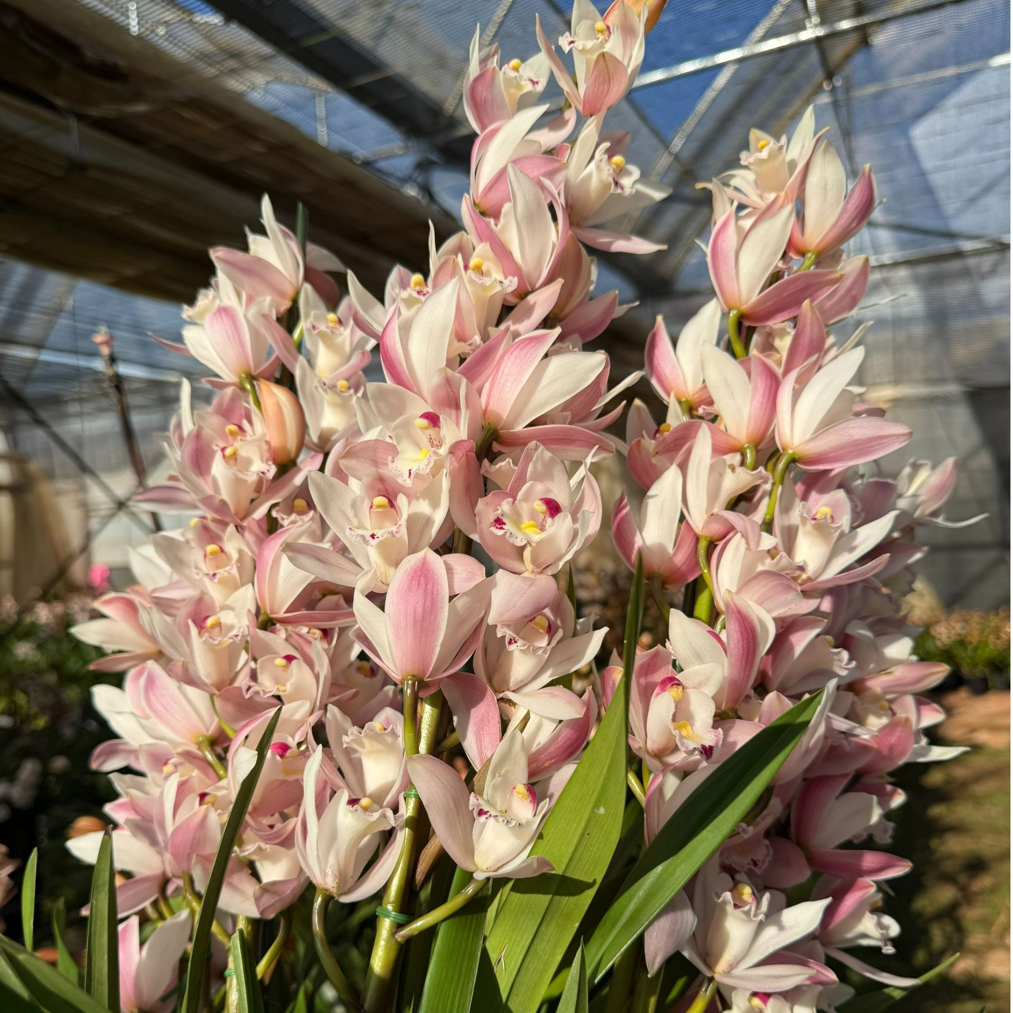 花知述园艺白天鹅4枝花剑大花蕙兰年宵花室内阳台花苞发货