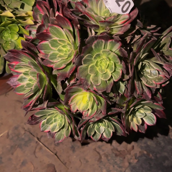 920万花筒多肉植物不售后