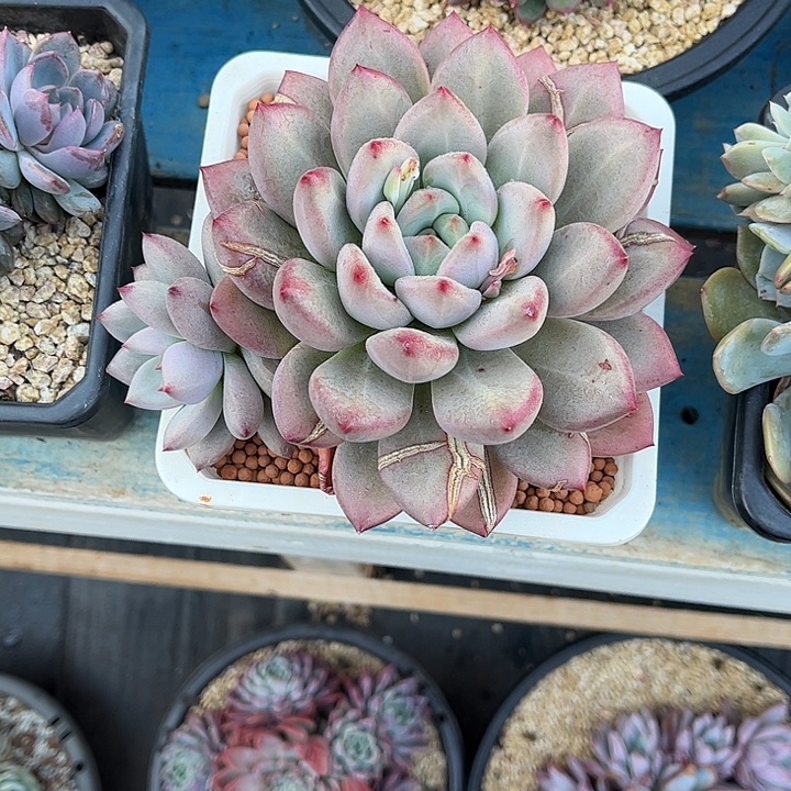 素***素多肉植物一物一拍