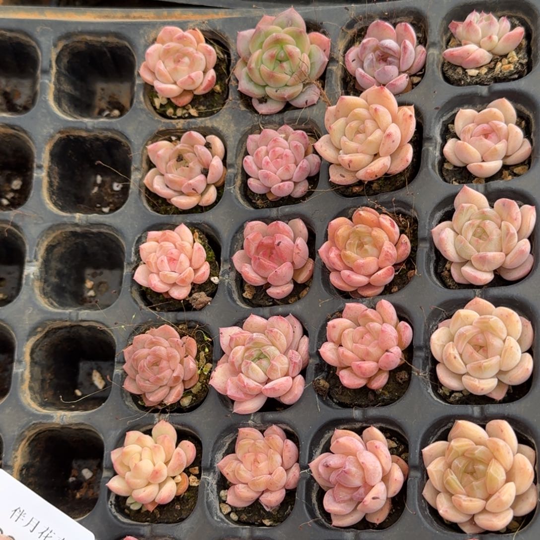 侧门右四珍妮二十四颗量拍28-42