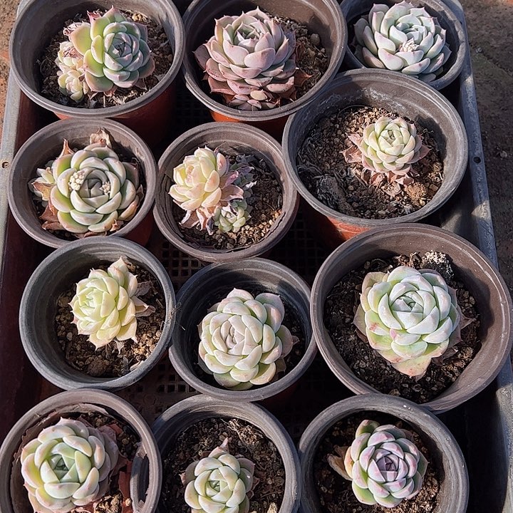 直播福利一物一拍430