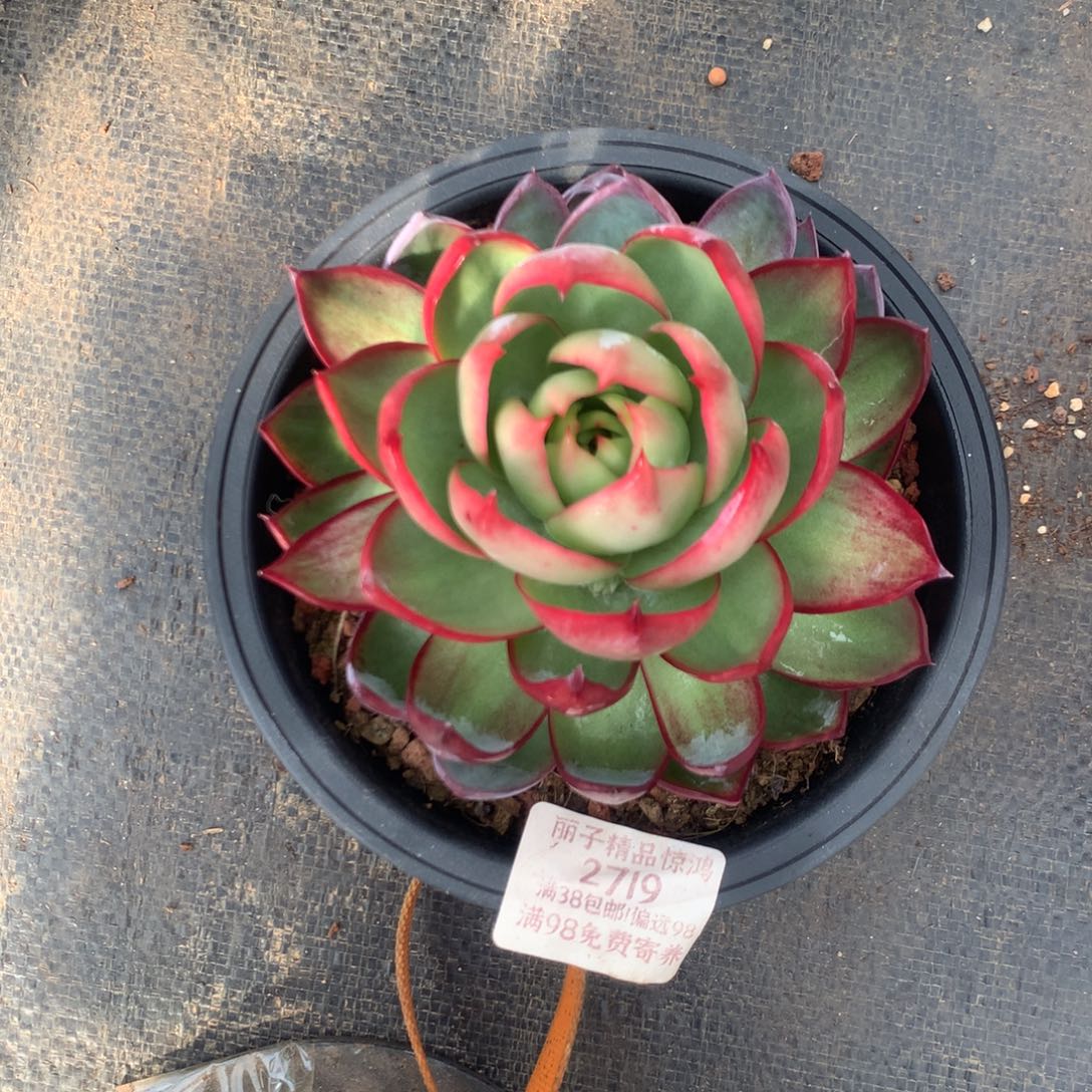 2719号多肉植物惊鸿12厘米