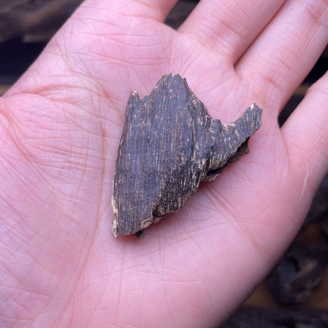 香榧木海南临高黑油虫漏2.5克