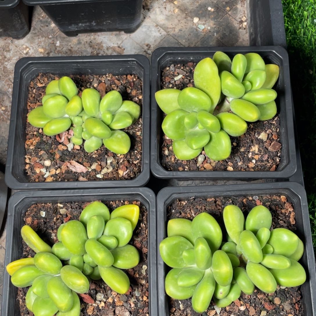 芒果奶双头带崽多肉植物