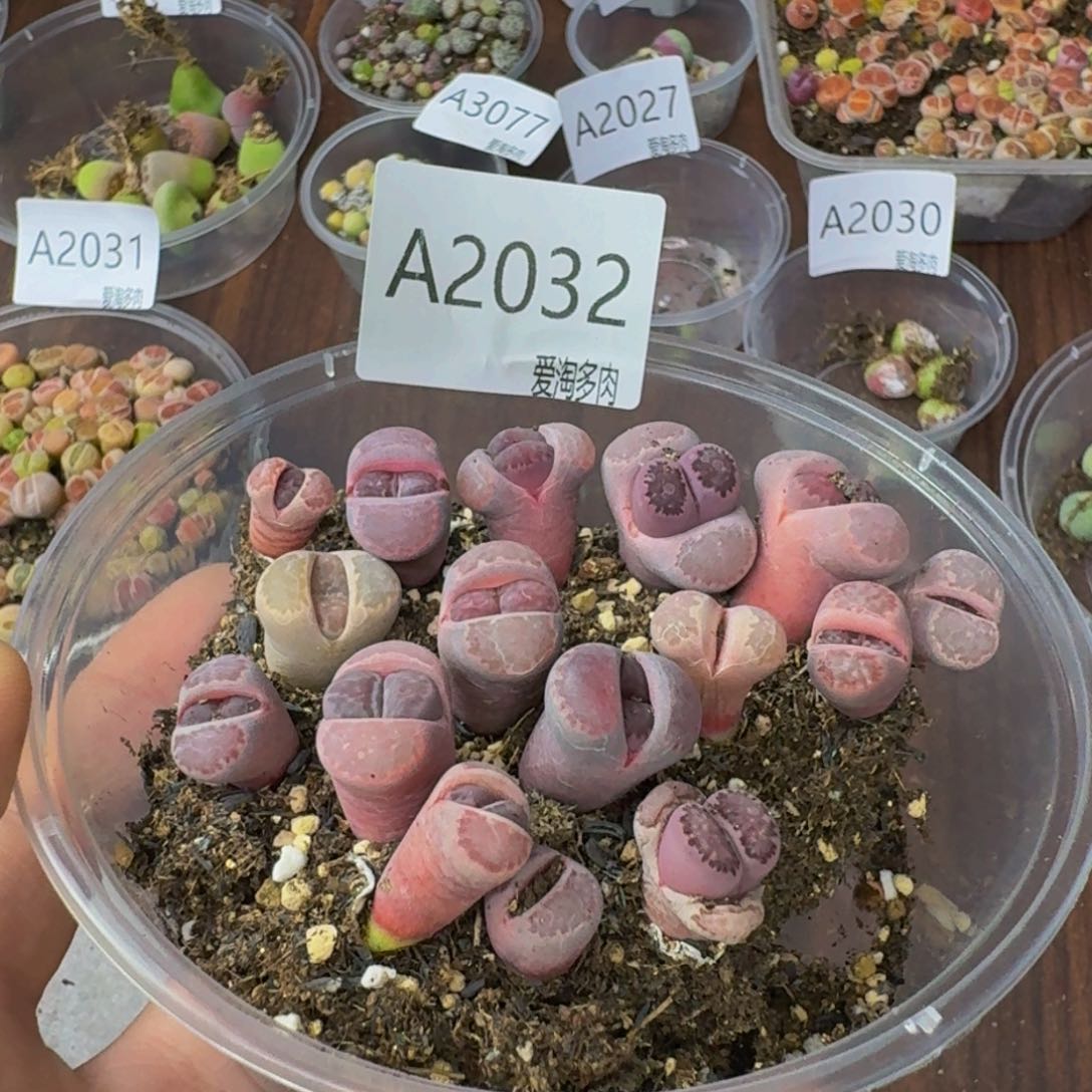 2032--生石花 肉锥