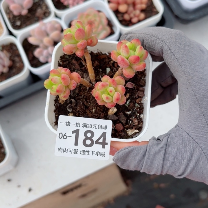 香格里拉多多肉植物
