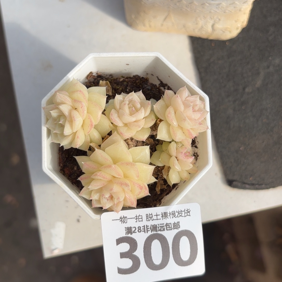 白天鹅麦秆无盆土发货