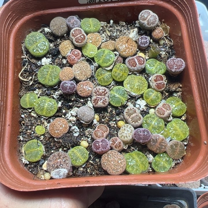 【闪购商品】 862。    