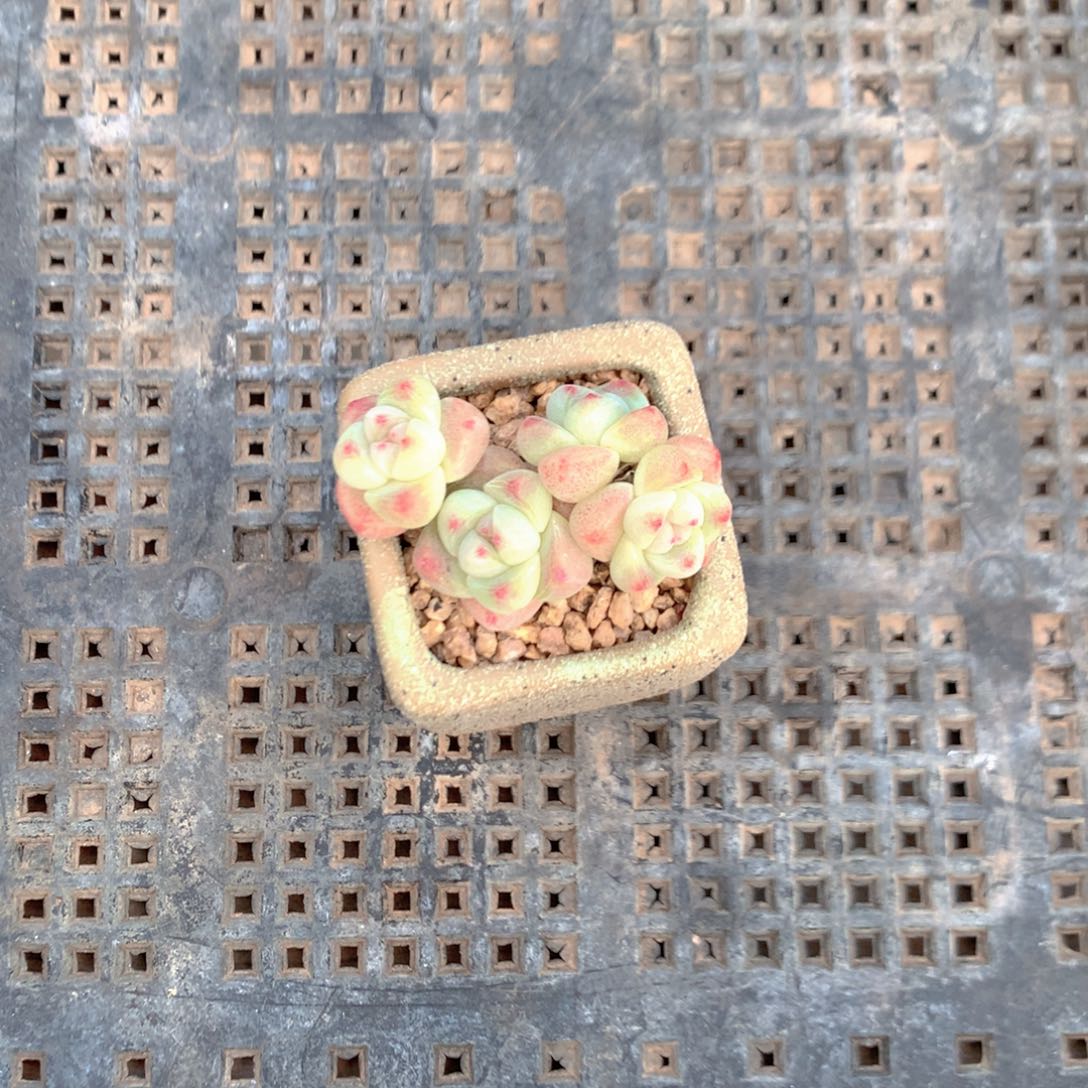 用户4087脱土发货小叶冰玉