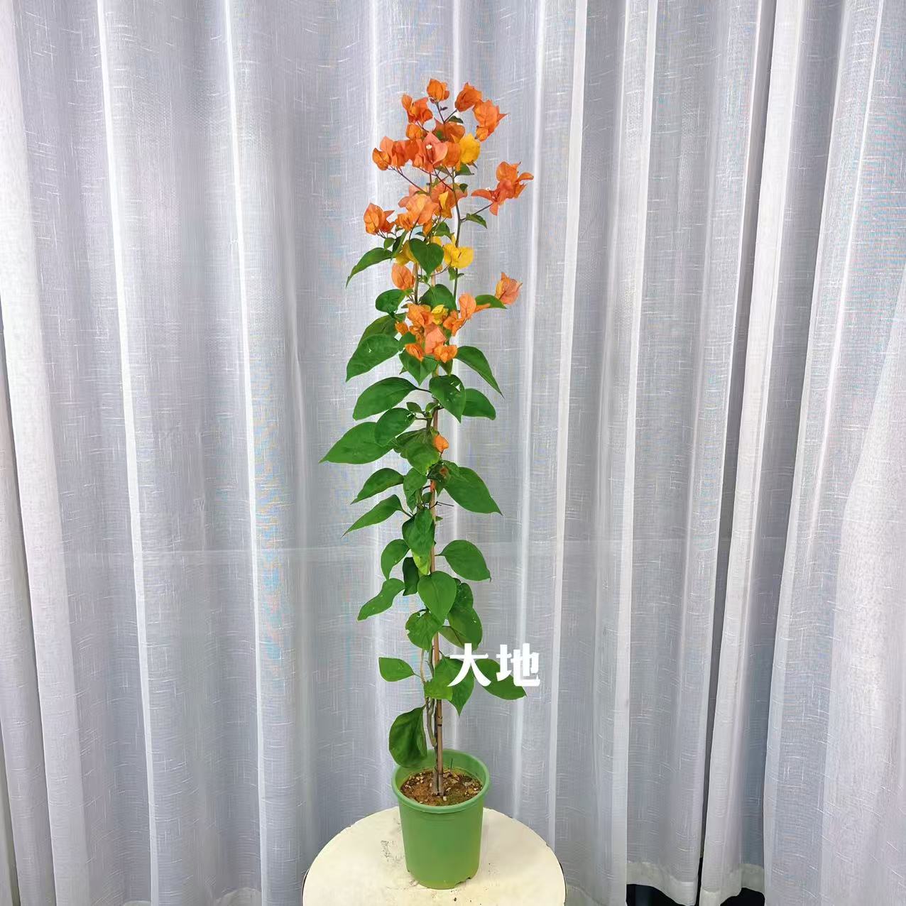 【阿达娜】三角梅原生高飘盆花