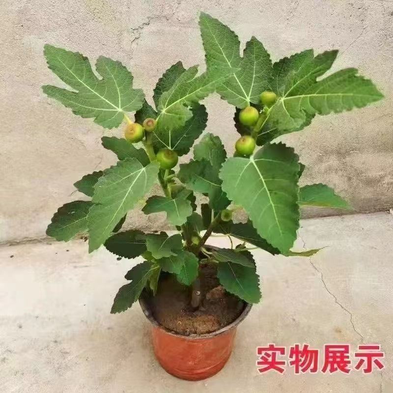 波姬红苗带果矮化盆栽适合南北种植耐寒