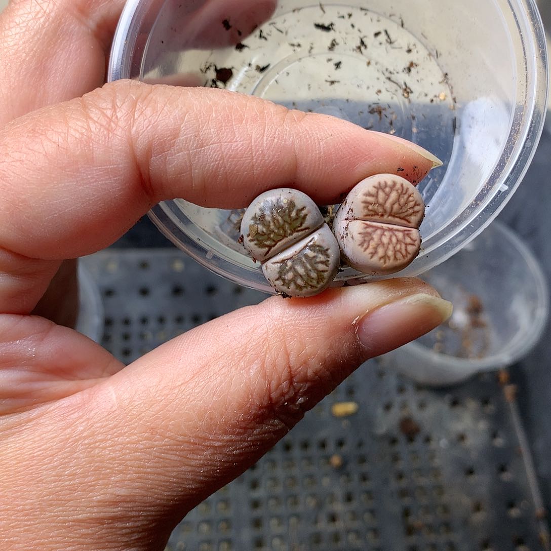 E378多肉植物保护研究所