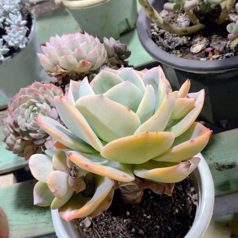 【闪购商品】凤1750