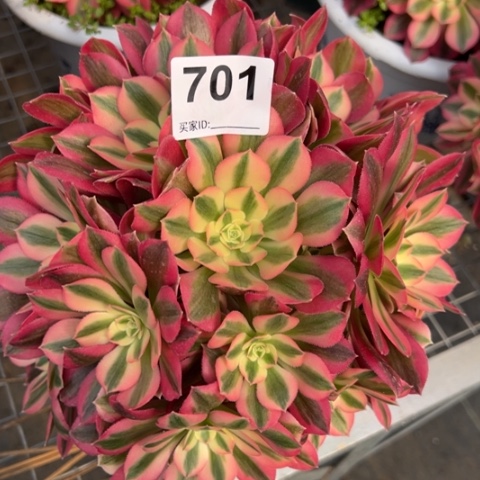 701女巫20厘米左右