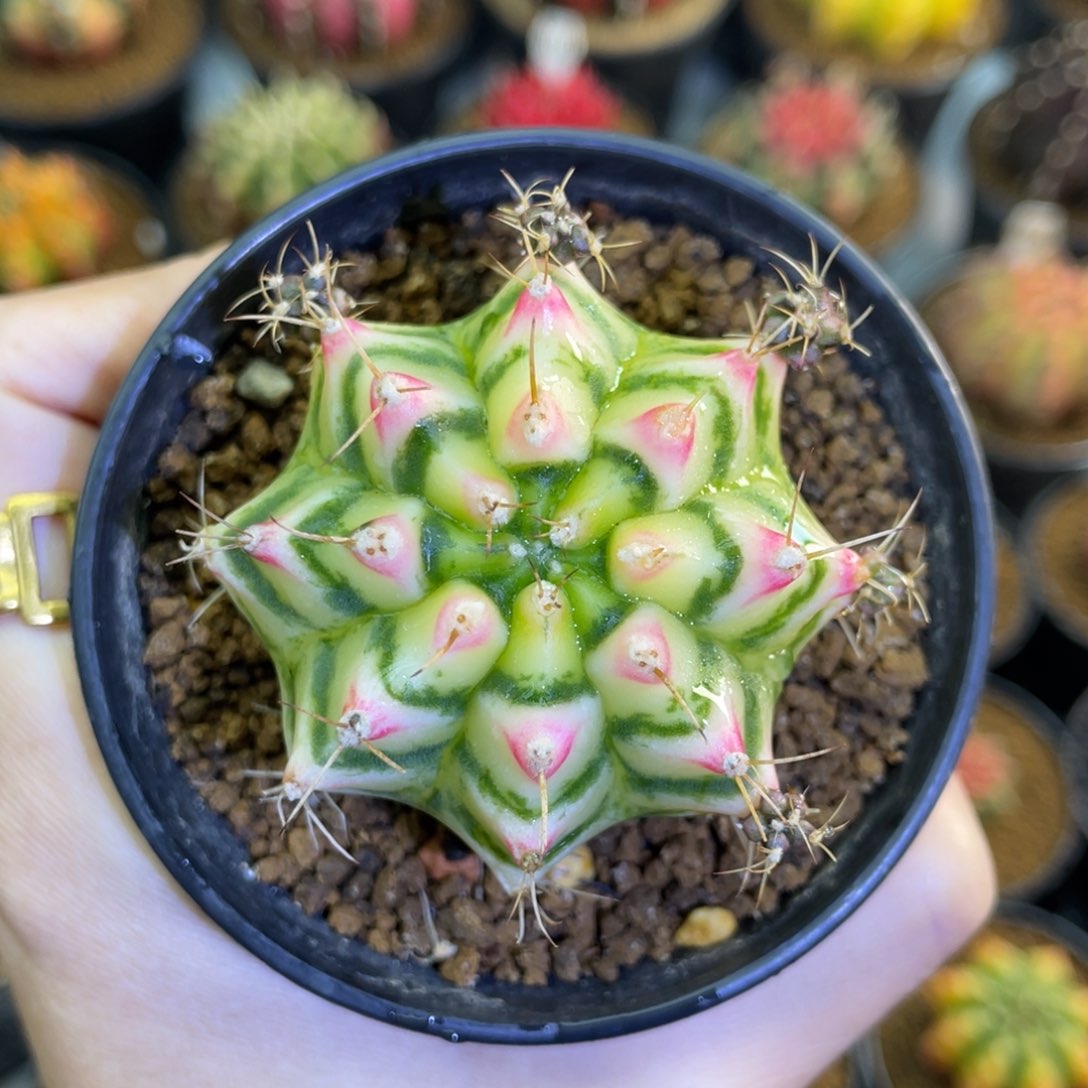 米哈星球000000000007